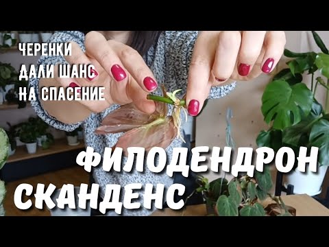 Видео: Филодендрон Сканденс Миканс размножение. Спасаю из уценки🥰