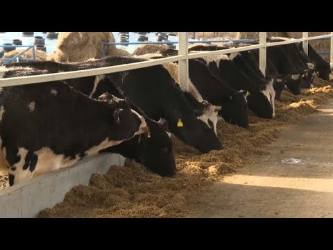 Видео: Сүт өндірісі 20 пайызға артты