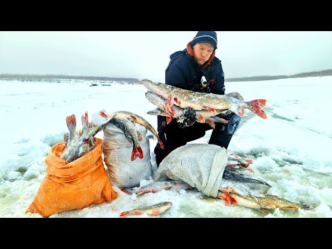 Видео: УШЁЛ В ЯМУ, ЛОВИМ МЕШКАМИ! ПЕРВАЯ КРОВЬ, ПОТОП, ДРОВА, ЕДА, ЯКУТИЯ!