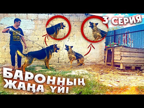 Видео: 3 серия/ Баронды жаңа үйі/ Иттер төбелесіме?😱