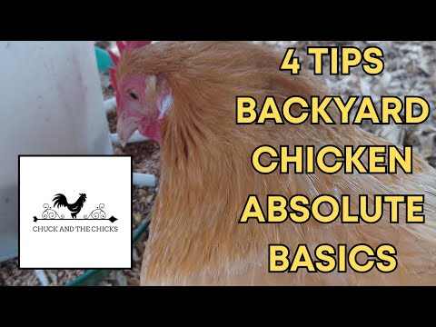 Видео: 4 совета по содержанию кур на заднем дворе: абсолютные основы