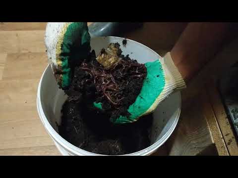 Видео: Червь-старатель и его дом компостер.