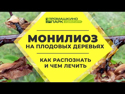 Видео: Все про монилиоз на плодовых деревьях
