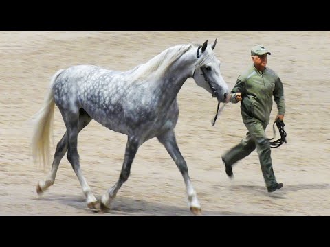 Видео: ОРЛОВСКИЙ РЫСАК - лошадь-легенда! #ИППОсфера 2019 конная выставка /Орловская рысистая порода лошадей