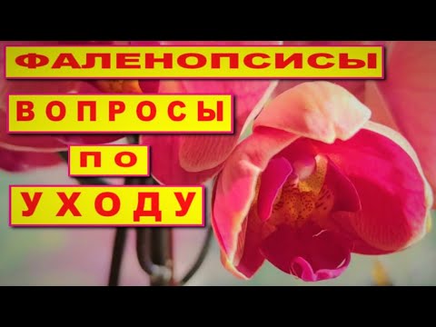 Видео: ОРХИДЕИ! ВОПРОСЫ ПО УХОДУ ЗА ФАЛЕНОПСИСАМИ, КОТОРЫЕ ВЫ ЗАДАЕТЕ В КОММЕНТАРИЯХ! ХОЧУ ВСЁ ЗНАТЬ!!!