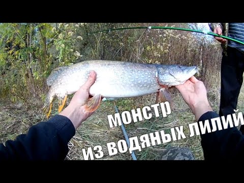 Видео: ПОЙМАЛИ ТРОФЕЙ .РЫБАЛКА на щуку.  ловля ЩУКИ на ЖИВЦА