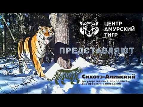 Видео: Сихотэ-Алинский заповедник