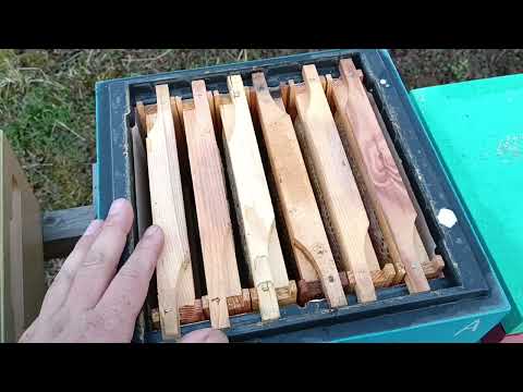 Видео: Работа с нуклеусами "мини +" Важные особенности зимовки.