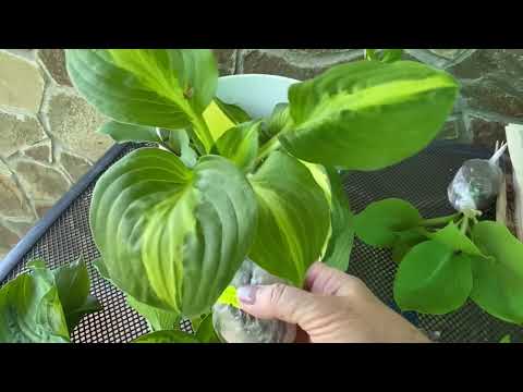 Видео: Обзор 🤗Заказа на 5 мая.Хоста для Катерины🌞Полезные советы 👍#волгоград #садоводничество #хоста