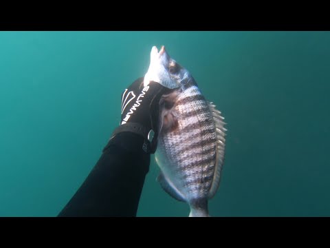 Видео: После шторма. Подводная охота.