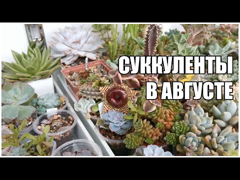Видео: Суккуленты в августе