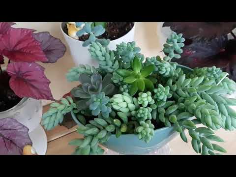 Видео: Джунгли в квартире.  Очиток Моргана ...или усмиритель скандалистов🤗