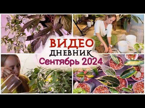 Видео: ВИДЕОДНЕВНИК цветовода | Сентябрь 2024