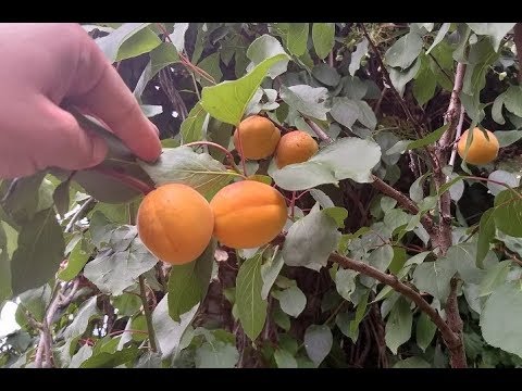 Видео: Как выглядят абрикосы под Санкт-Петербургом?