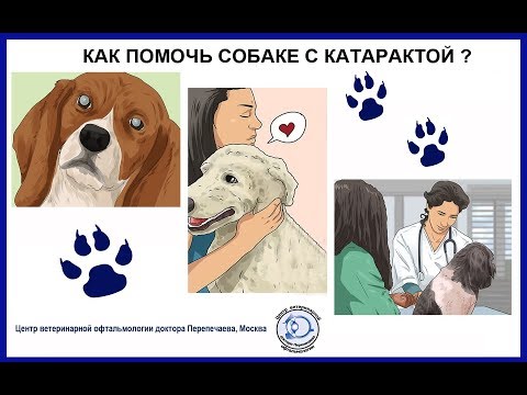 Видео: Как помочь собаке с катарактой?  How can I help a dog with cataracts?
