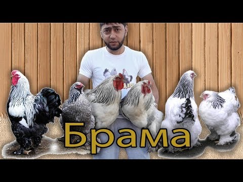 Видео: Насколько выгодна Брама? (Рентабельность)