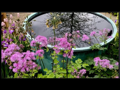 Видео: Выставка Цветов В Челси 2025 (Часть 2) - Chelsea Flower Show 2025 (Part 2) #london #flowers #garden