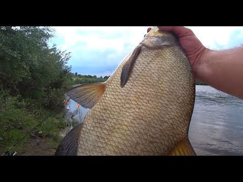 Видео: ЛОВЛЯ ЛЕЩА НА ДОНКИ! Рыбалка на донки! Рыбалка на Оке!