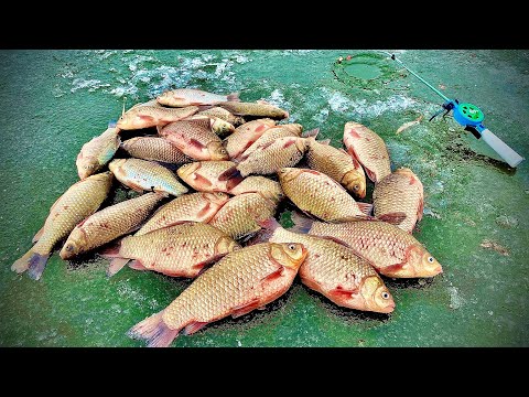 Видео: Крупные КАРАСИ ТОРПЕДЫ ПРУТ УДОЧКИ под лёд!!!