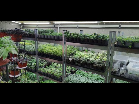 Видео: ВНИМАНИЕ! Скоро отправка посылок. Что делать после получения растений. Мои рекомендации. 2 часть.