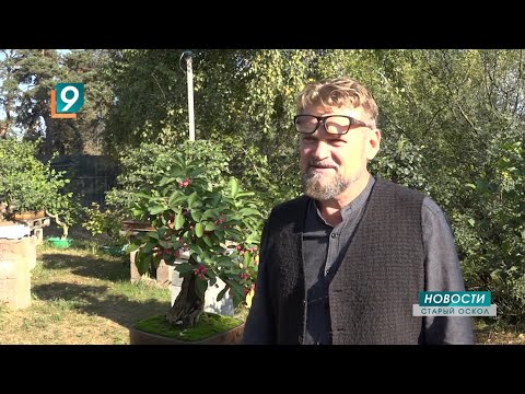 Видео: Бонсай по-русски: появится ли в Осколе первый в стране сад миниатюрных деревьев?