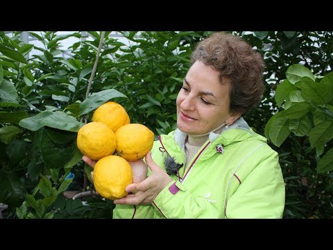 Видео: Комнатные лимоны и не только. Мандарины, лаймы, бергамоты и Павловский лимон