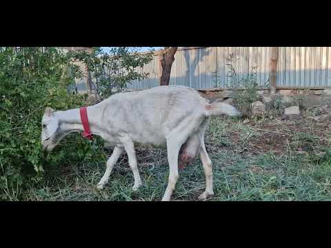 Видео: Мастит жөнінде әңгіме болады