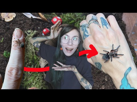 Видео: РЕДКИЕ и НЕЖНЫЕ! Мои розовые зебровые красавцы-тарантулы НАКОНЕЦ-ТО ВЫРОСЛИ - Eupalaestrus campes...