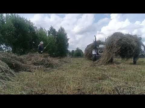 Видео: сено будет на зимовку коровкам