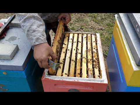 Видео: Масштабный Эксперимент.    Зимовка Пчёл.Часть1