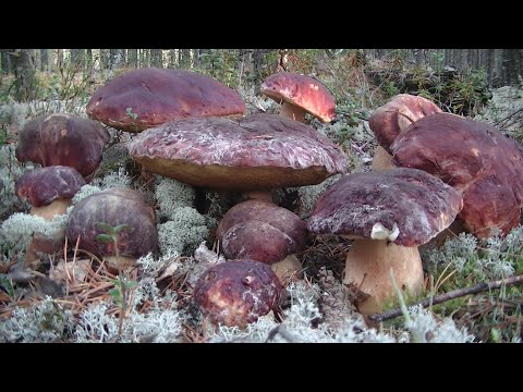 Видео: Грибной Беспредел 2020 в Сибирских Борах! Нашествие Грибов Белых-Боровиков!