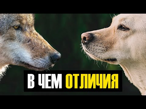 Видео: Чем волк отличается от собаки: 10 различий в физиологии и характере
