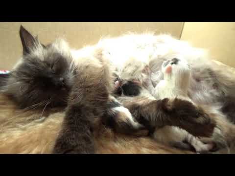 Видео: Таисины Счастья )) Новая жизнь...