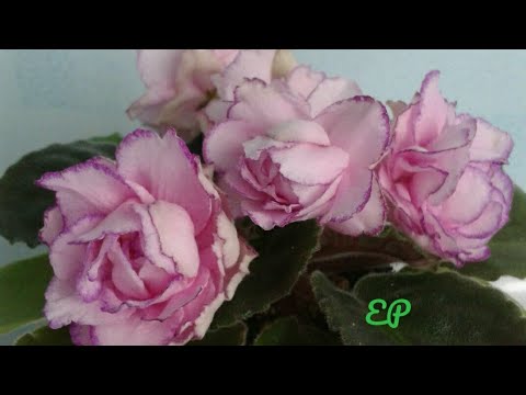 Видео: Фиалка с двумя точками роста.