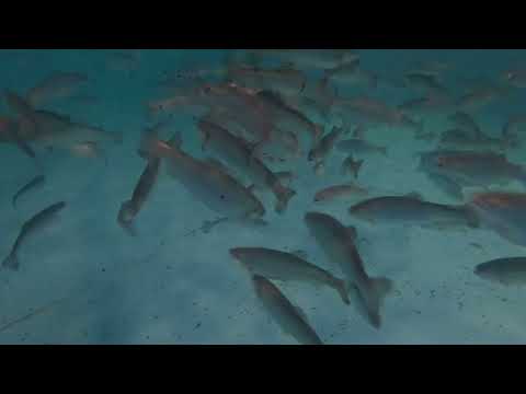 Видео: Строим узв  на 50 тон осетра.Монтаж барабаных фильтров.Монтаж биофильтра#узв #