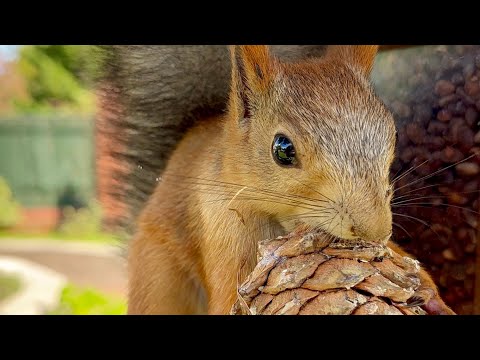 Видео: Siberian Squirrels in Their Natural Habitat. Сибирские белки в естественной среде обитания.