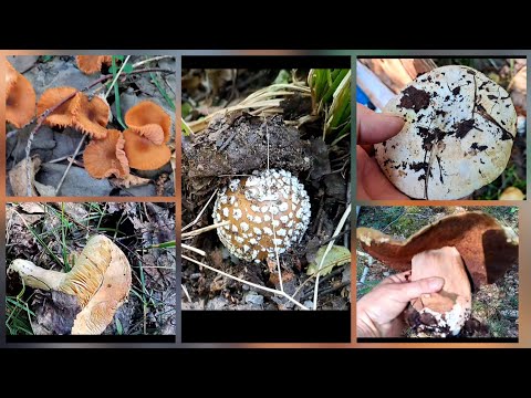 Видео: ГРИБЫ ПОХОЖИЕ НА ЛИСИЧКИ#fungi 
