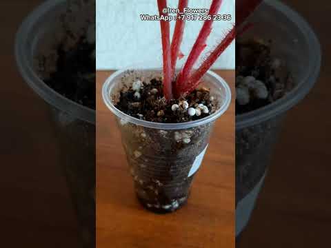 Видео: Бегония для новичков. часть третья. ПОЛИВ.