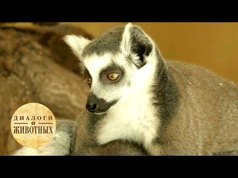 Видео: Зоопарки Чехии. 7 серия / Диалоги о животных