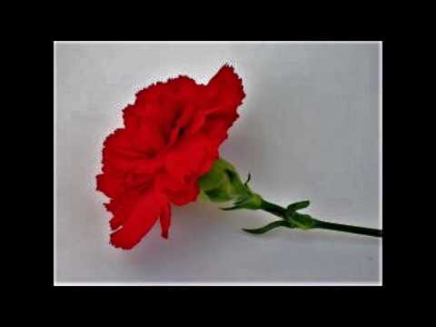 Видео: Шибил - Старопланински легенди - Йордан Йовков