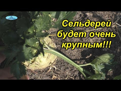 Видео: Сельдерей корневой- важная подкормка для укрупнения корнеплода.