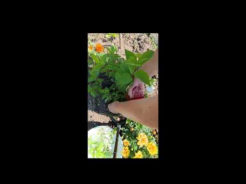Видео: Гортензия размножение черенками в июле, пока не поздно