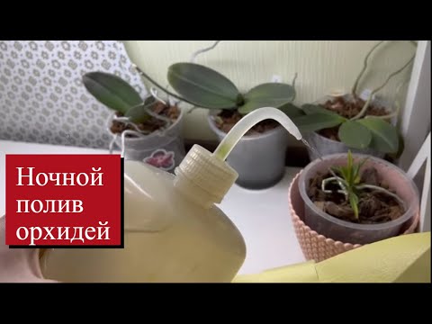 Видео: Теперь Поливаю Орхидеи только в эти часы🥳