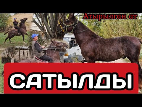 Видео: САТЫЛДЫ КАРОЛЬ