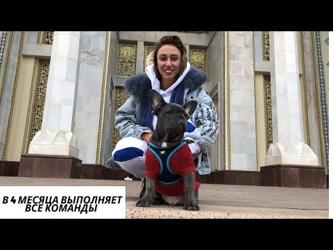 Видео: Анри. В 4 месяца выполняет все команды. Французский Бульдог Голубого Окраса.#kobzevbullz #кобзевбулз