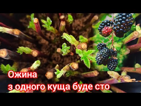 Видео: Розмноження ожини черенкуванням. Найпростіший спосіб!