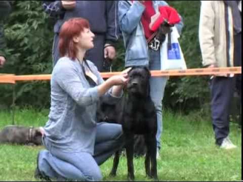 Видео: Кане корсо