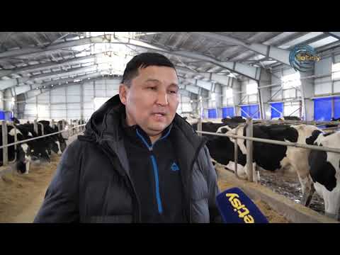 Видео: 35 ЛИТР СҮТ БЕРЕТІН СИЫРЛАР / АГРО АЙМАҚ / 19.02.2025