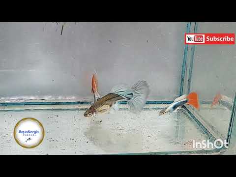 Видео: Гуппи Санта Клаус +Гуппи Канадские=???