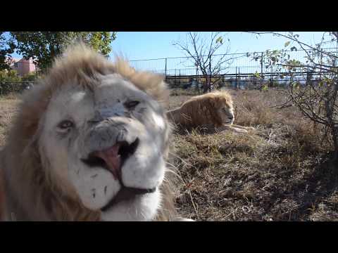 Видео: Белый лев Кай подкрался к Чуку и хотел УКУСИТЬ !!!